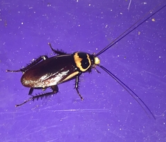 Periplaneta australasiae image