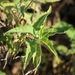 Ambrosia ambrosioides - Photo 由 Bill Levine 所上傳的 (c) Bill Levine，保留所有權利