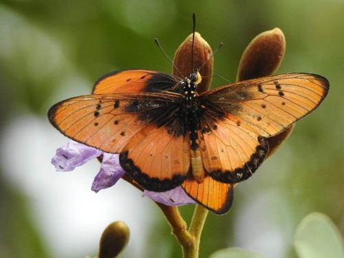 Acraea stenobea