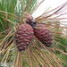 Pinus taiwanensis - Photo (c) yongzhe, todos los derechos reservados, subido por yongzhe