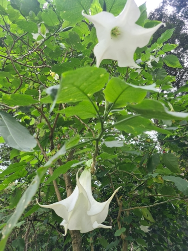 Brugmansia suaveolens image