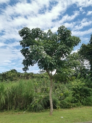 Handroanthus guayacan image