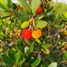 Strawberry Tree - Photo (c) Panagiotis Antoniadis, all rights reserved, uploaded by Panagiotis Antoniadis
