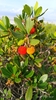 Strawberry Tree - Photo (c) Panagiotis Antoniadis, all rights reserved, uploaded by Panagiotis Antoniadis