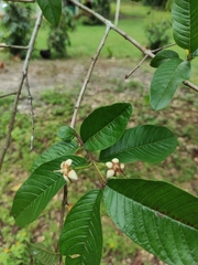 Psidium guajava image