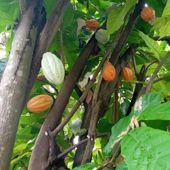 Theobroma cacao image