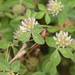 Trifolium glomeratum - Photo (c) curiousgeorge61, todos los derechos reservados, subido por curiousgeorge61