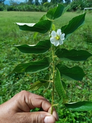 Muntingia calabura image