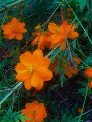 Cosmos sulphureus image