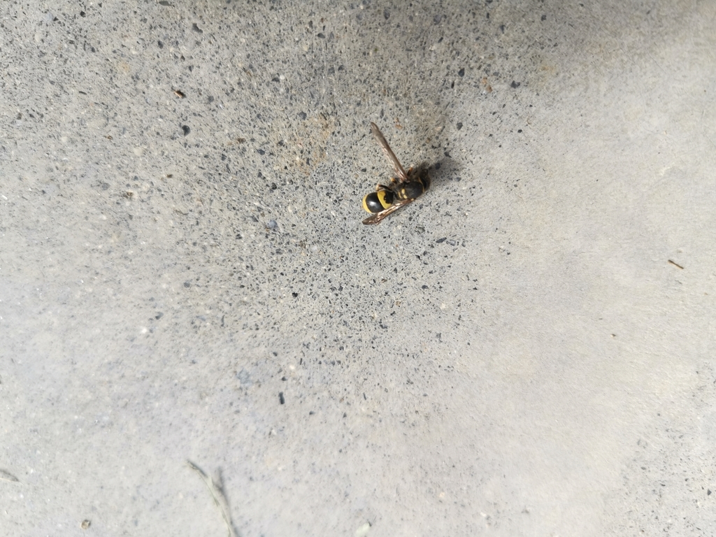 European tube wasp from Horsham Downs, New Zealand on November 22, 2021