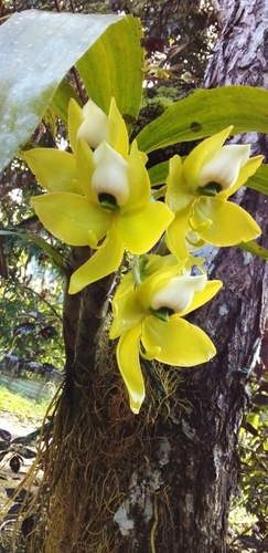 Cycnoches