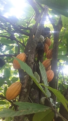 Theobroma cacao image