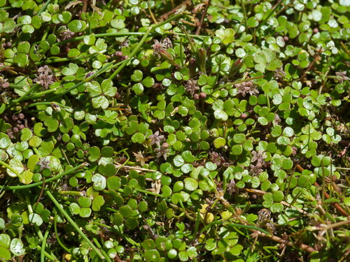 Hydrocotyle hydrophila