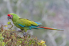 Military Macaw - Photo (c) Juan Miguel Artigas Azas, all rights reserved, uploaded by Juan Miguel Artigas Azas