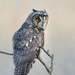 Long-eared Owl - Photo (c) parped, all rights reserved