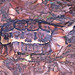Home's Hingeback Tortoise - Photo (c) Paul Freed, all rights reserved, uploaded by Paul Freed