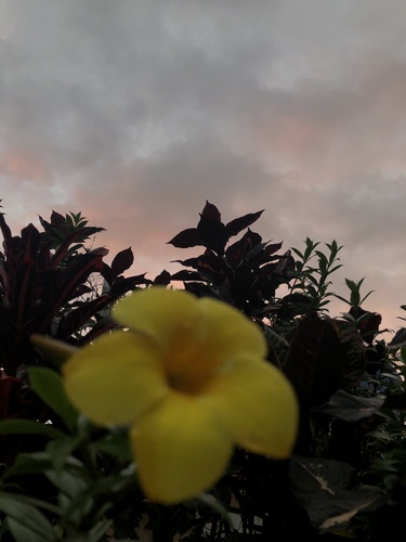 Allamanda schottii image