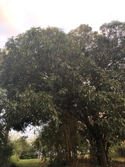 Mangifera indica image