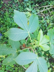 Jatropha gossypiifolia image