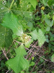 Euphorbia heterophylla image