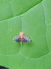 Image of Ladoffa sannionis