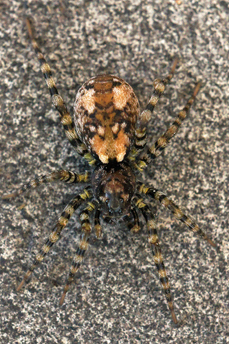 Sand Bear Spider