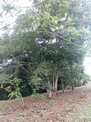 Bursera simaruba image