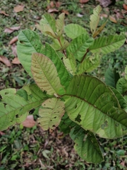 Psidium guajava image