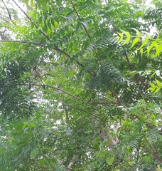 Azadirachta indica image