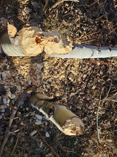 iNaturalist observation photo of American Beaver