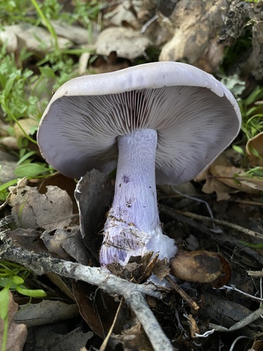 iNaturalist observation photo of Blewit