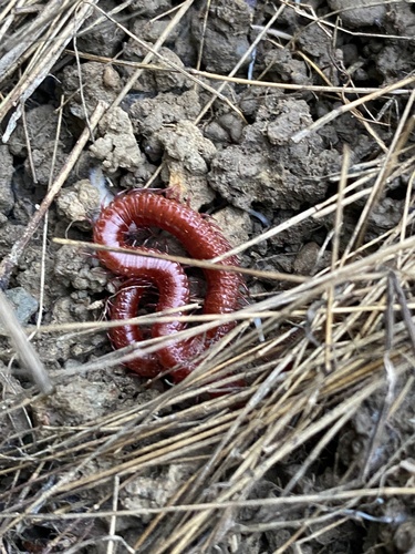 iNaturalist observation photo of Strigamia