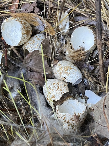 iNaturalist observation photo of California Quail