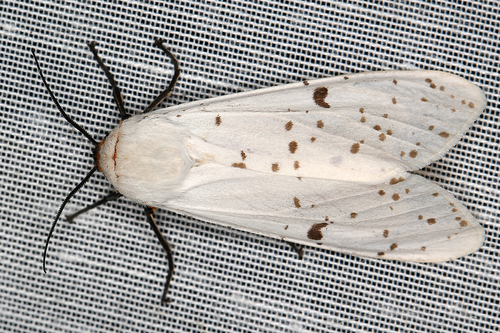 Detoulgoetia virginalis