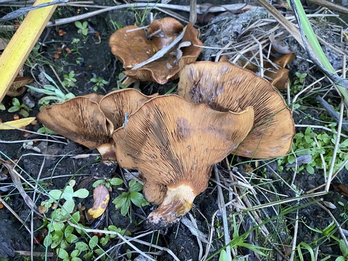 iNaturalist observation photo of Rollrims