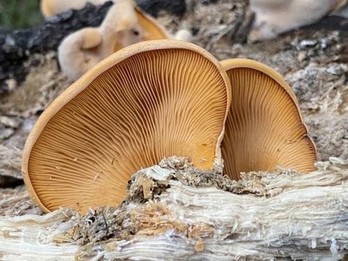iNaturalist observation photo of Stinking Orange Oyster