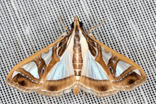 Glyphodes boseae