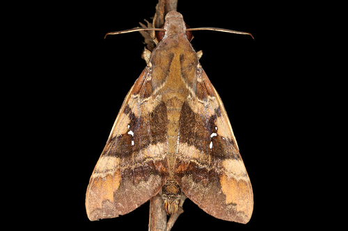 Nephele densoi