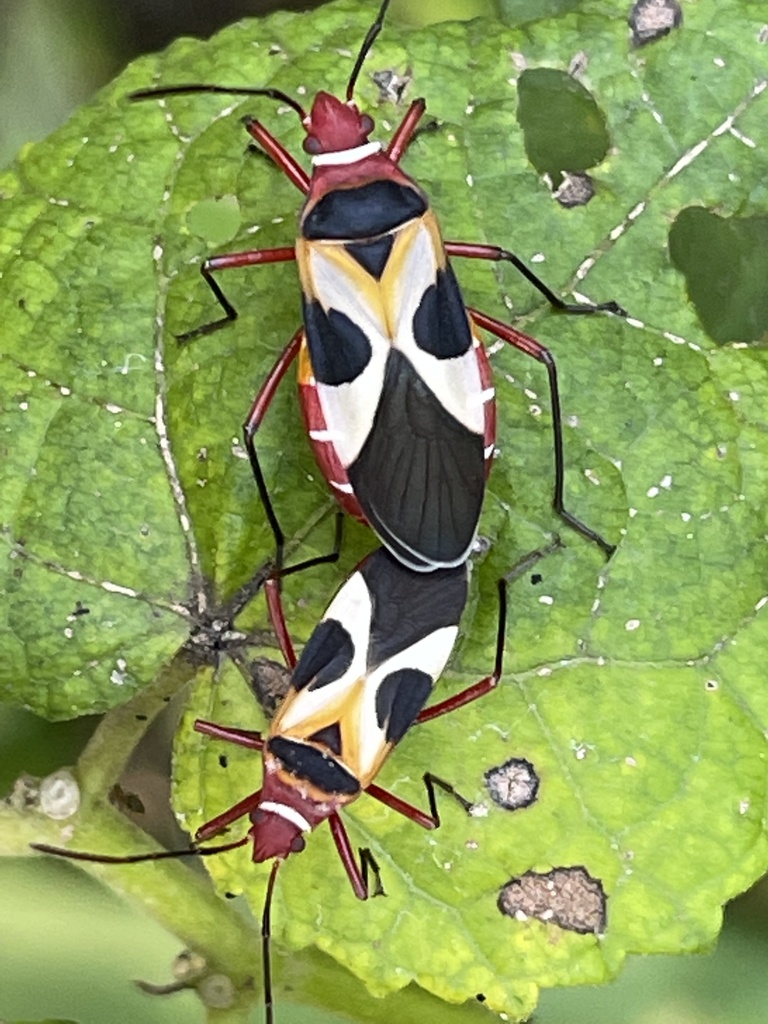 Turk's cap red bug (Dysdercus concinnus) · iNaturalist
