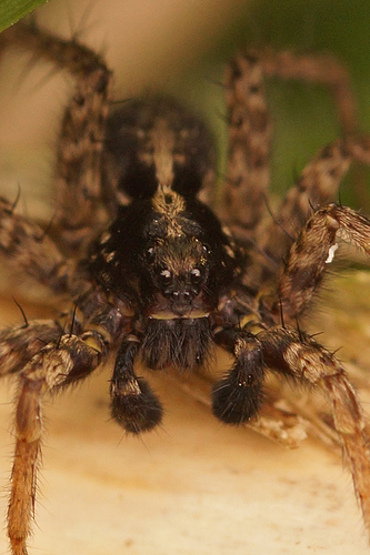 Spotted Wolf Spider