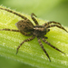 Spotted Wolf Spider - Photo (c) Henk Wallays, all rights reserved