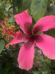 Hibiscus rosa-sinensis image