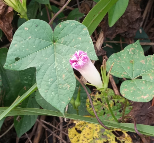 Ipomoea purpurea image