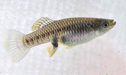 Brachyrhaphis sweeti