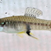 Olomina Toothcarp - Photo (c) Michael Tobler, all rights reserved, uploaded by Michael Tobler