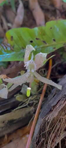 Cycnoches dianae