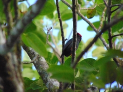 Chiroxiphia lanceolata image
