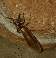 Apoica pallens image