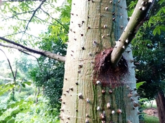 Ceiba pentandra image