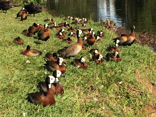 White-faced Whistling-Duck